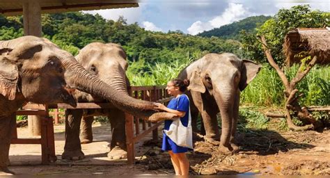 All About Theppakadu Elephant Camp From Oscar Winner ‘the Elephant