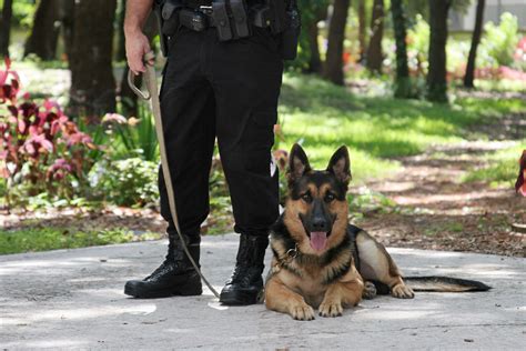 Officer Ordered to Put Down Injured K9 – What He Does Instead Shocks