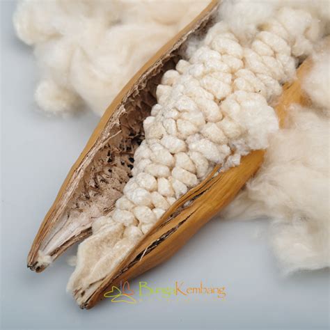 Kapok Fibre Eco Friendly Natural Fiber For Bedding And Upholstery