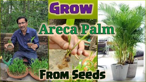 How To Grow Areca Palm From Seeds Areca Palm Growing Tips Youtube