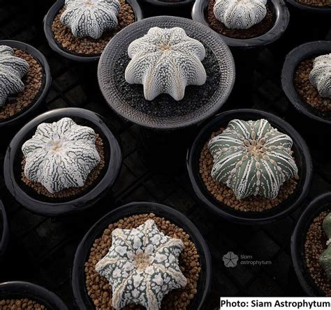 Astrophytum asterias – Star shape mix / 5 seeds - UnusualSeeds