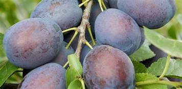 The benefits of blue plums - Hort News