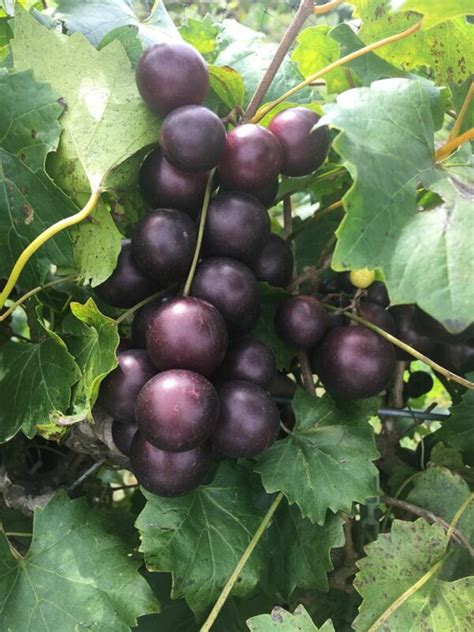 Big Red Muscadine Shop Muscadines Isons Nursery And Vineyard