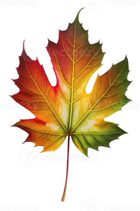 The Image Depicts A Singular Maple Leaf In Shades Of Green Yellow And