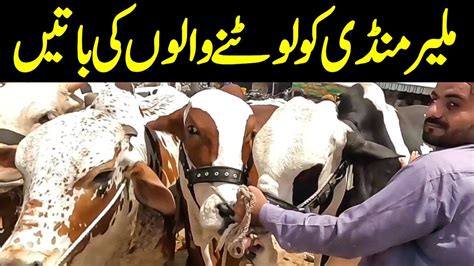 Karachi ki Malir Cow Mandi Latest Rate Update 2024 آدھی سے کم قیمت میں