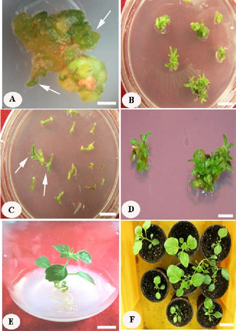 Direct Induction Of Adventitious Shoots And Plant Regeneration Via