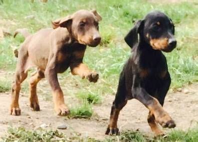 Doberman Pinscher Puppies For Sale Brooklyn NY 548730