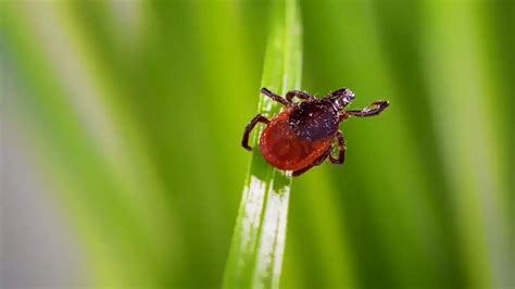 Tick Bites Symptoms Treatment And Tick Borne Diseases United States