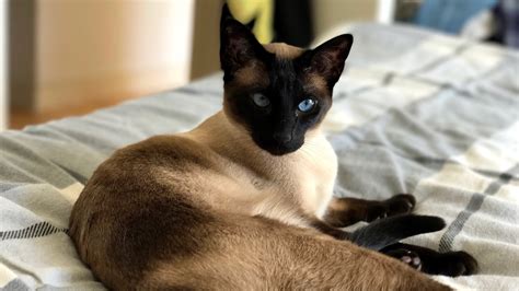 Filea Classic Seal Point Siamese Cat Wikimedia Commons