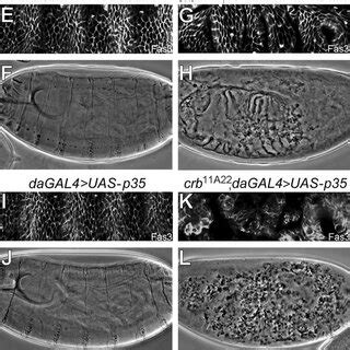 Repression Of Superoxide Production By Crb Is Crucial For Epithelial