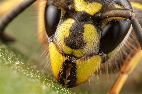 Wasp Wasp Queen Size