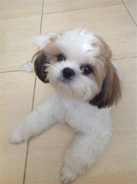 16 best Shih Tzu hair cuts images on Pinterest | Shih tzus, Baby shih tzu and Hair cut