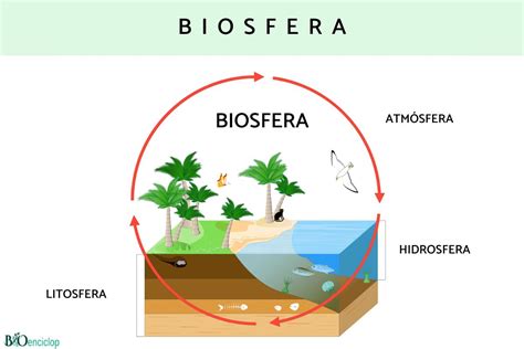 Biosfera Qué Es Características Y Capas Resumen