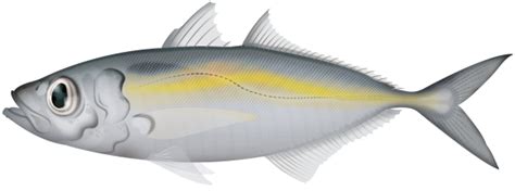 Bigeye Scad Selar Crumenophthalmus Marinewise