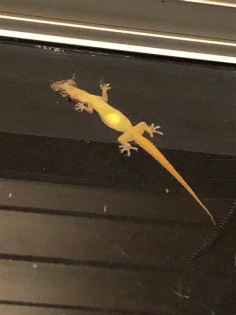 Gecko On The Window Has An Egg In Its Belly And A Moth In Its Mouth