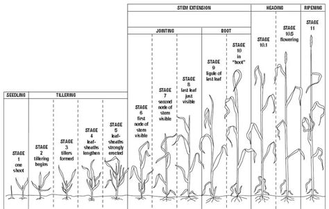 Growing Winter Barley Guide What You Need To Know