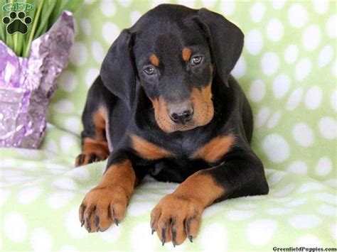 Rotterman: Rottweiler x Doberman Mix | Doberman mix, Miniature doberman ...