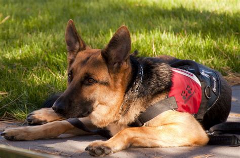 Free Images Working Canine Looking Military Portrait German