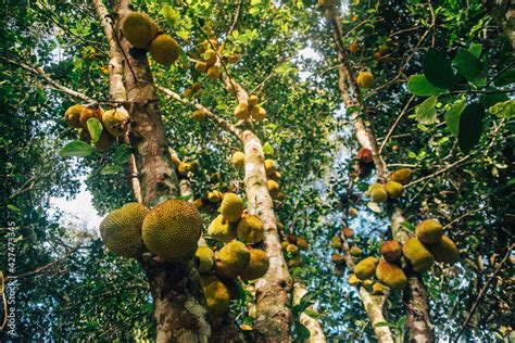 jackfruit tree Stock Photo | Adobe Stock