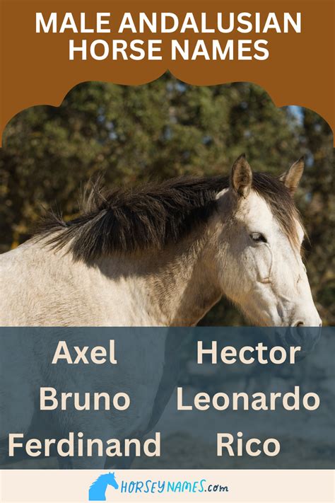 260+ Andalusian Horse Names With Meanings (Male & Female)