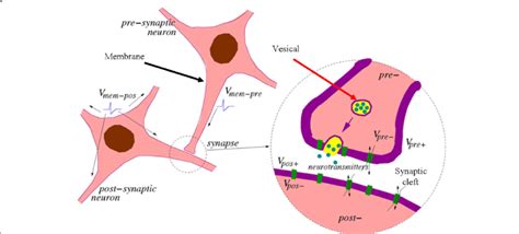 Structure Of The Neuron And Synapse And Schematic Of The Synaptic