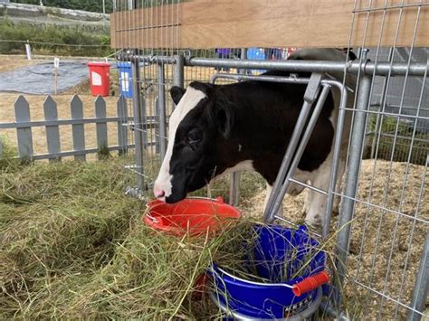 首屆桃園鮮奶節 大型牧草圈、小牛互動打卡拍不完 生活 中時