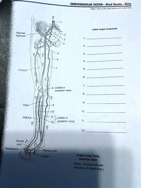 Solved Label Major Veins Of The Right Pelvis And Lower Limb Major Veins Of The Right Pelvis And