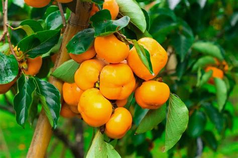 American Persimmon Trees for Sale - Buying & Growing Guide - Trees.com