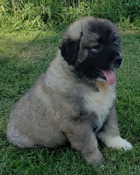 Caucasian Shepherd Puppies For Sale | Francesville, IN #304403