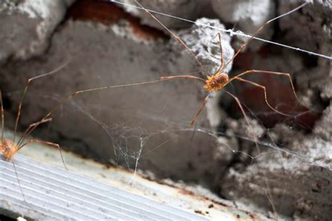 How To Keep Spiders Off Swing Set At John Daniels Blog