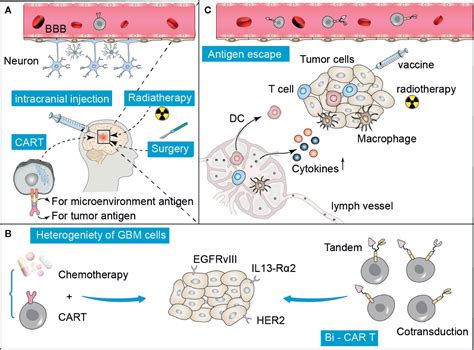 Frontiers Chimeric Antigen Receptor T Cell Therapy In Glioblastoma Current And Future