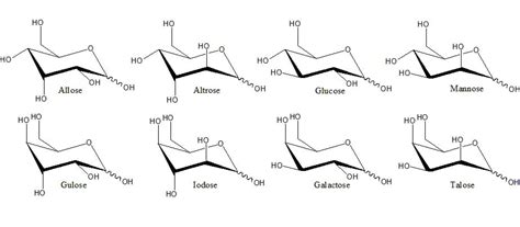 Polysaccharide Definition Examples Function And Structure