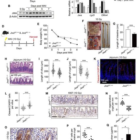 Intestinal Epithelial Jwa Deletion Reduces Intestinal Stem Cells And