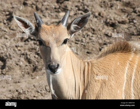 Giant Eland Antelope