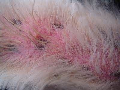 38 Best Pictures Treat Flea Allergy Dermatitis Cats Flea Allergy