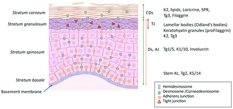 Functional Aspects Of Epidermal Barrier Encyclopedia Mdpi