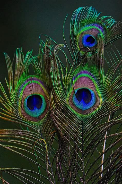 Peacock Feather With Flower