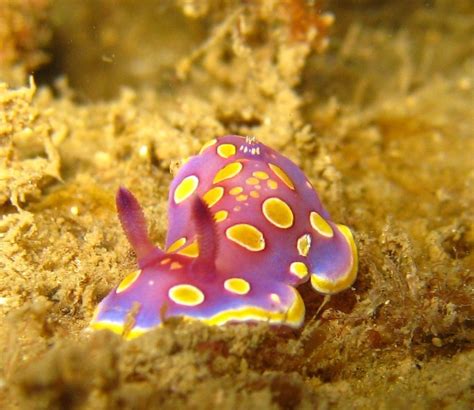 Wonderful Nudibranchs Sea Hares And Sea Slugs Sea Slug Beautiful