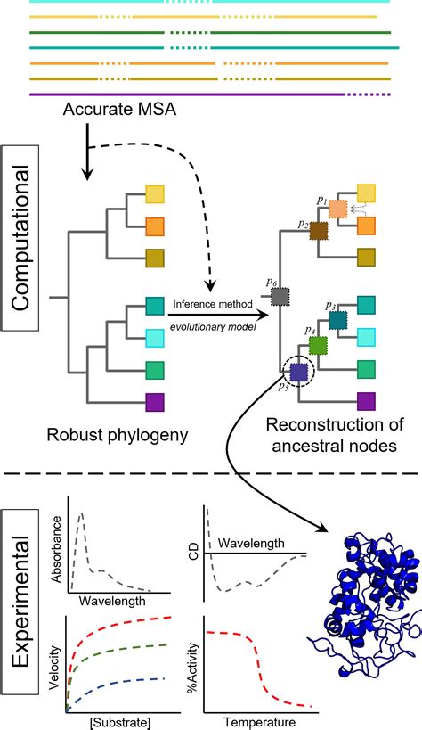 Frontiers Ancestral Sequence Reconstruction As A Tool To Study The