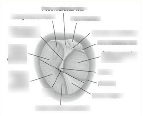 tympanic membrane Diagram | Quizlet