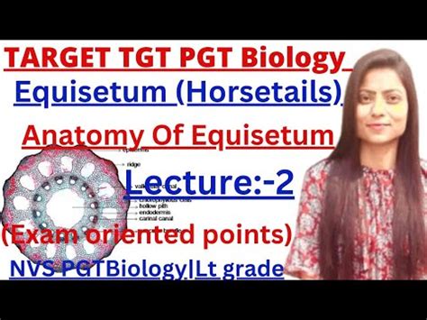 Tgt Pgt Biology Equisetum Lecture Anatomy Of Equisetum Most