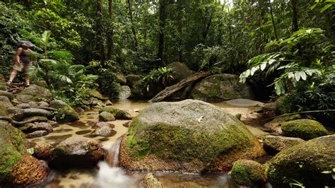 Daintree Forest In Australia Is Returned To Indigenous Owners The New