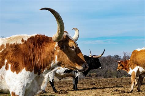 Profile Of Longhorn Bull With Curved Sharp Horns Photograph By Wendell