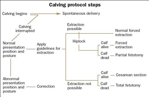 Overview Of Abnormal Calving Problems Vet In Training