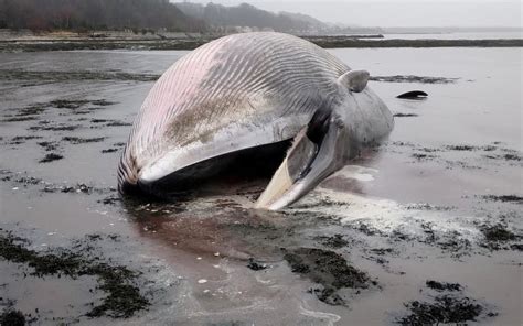 Rare whale found dead after being beached during Storm Jocelyn