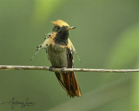 Hummingbirds of Trinidad and Tobago — Anthony Lujan