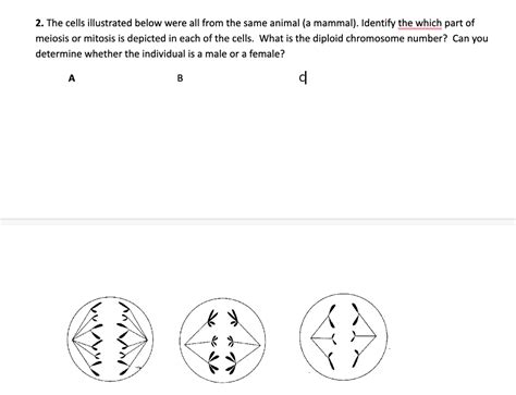 Solved 2 The Cells Illustrated Below Were All From The Same Chegg