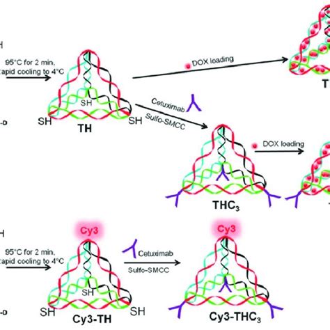 Structure Formation Diagram Of Dna Tetrahedral Nanocomposites Dna Th Download Scientific