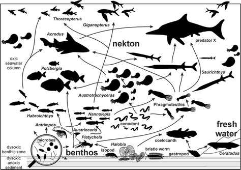 Hypothesized Trophic Food Web Of The Carnian Polzberg Palaeobiota Based