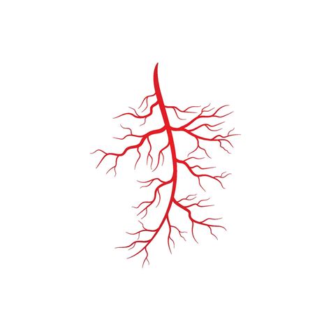 Human veins and arteries illustration 13636461 Vector Art at Vecteezy